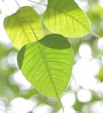 Bodhi leaf
